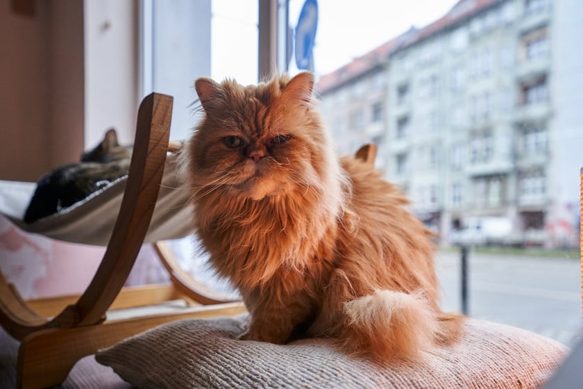 Kot Cafe . Kocia kawiarnia we Wrocławiu