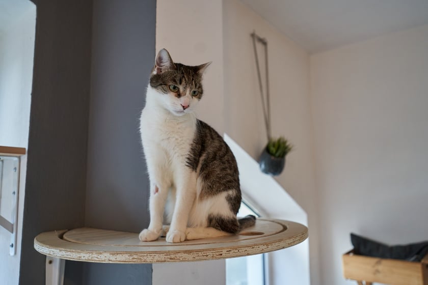 KOTON. Kocia kawiarnia we Wrocławiu