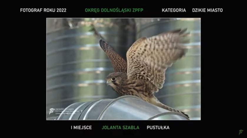 Pustułka. Zdjęcie zajęło I miejsce w kategorii Dzikie MIasto w konkursie