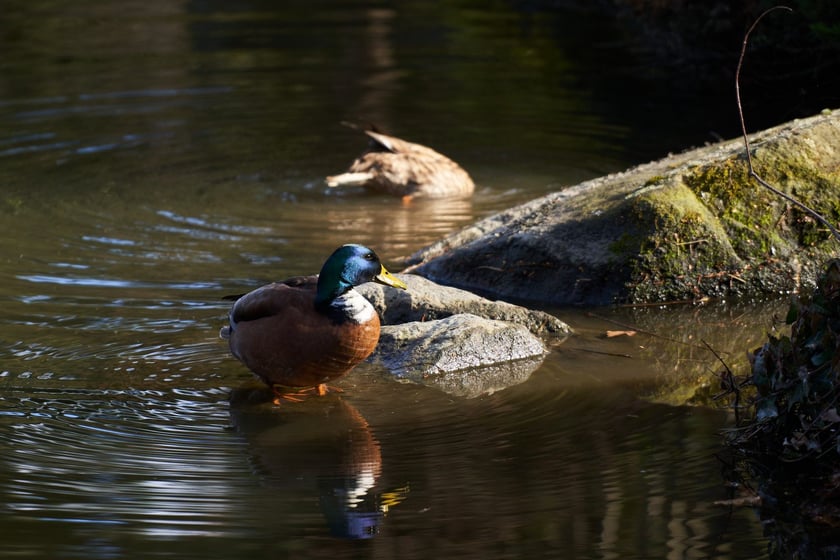 Ogród Japoński we Wrocławiu, marzec 2023