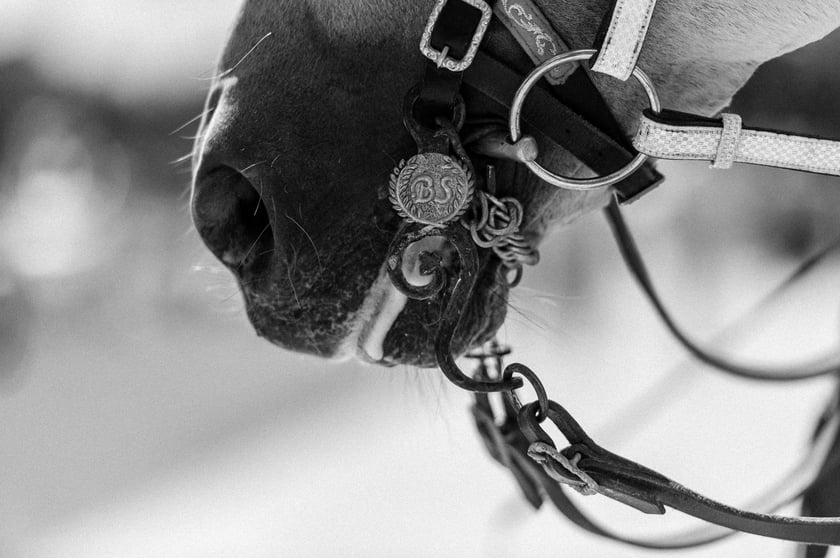 Zdjęcia Wiktora Rzeżuchowskiego, fotografa i  instruktora jazdy konnej