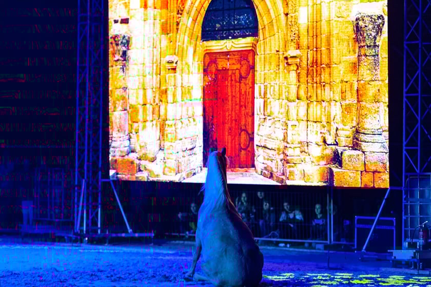 Zdjęcia Wiktora Rzeżuchowskiego, fotografa i  instruktora jazdy konnej