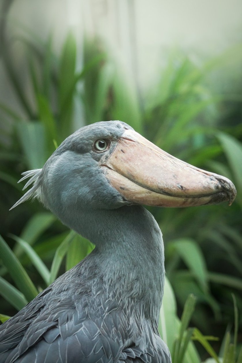 Zwierzęta na zdjęciach Katarzyny Kulios