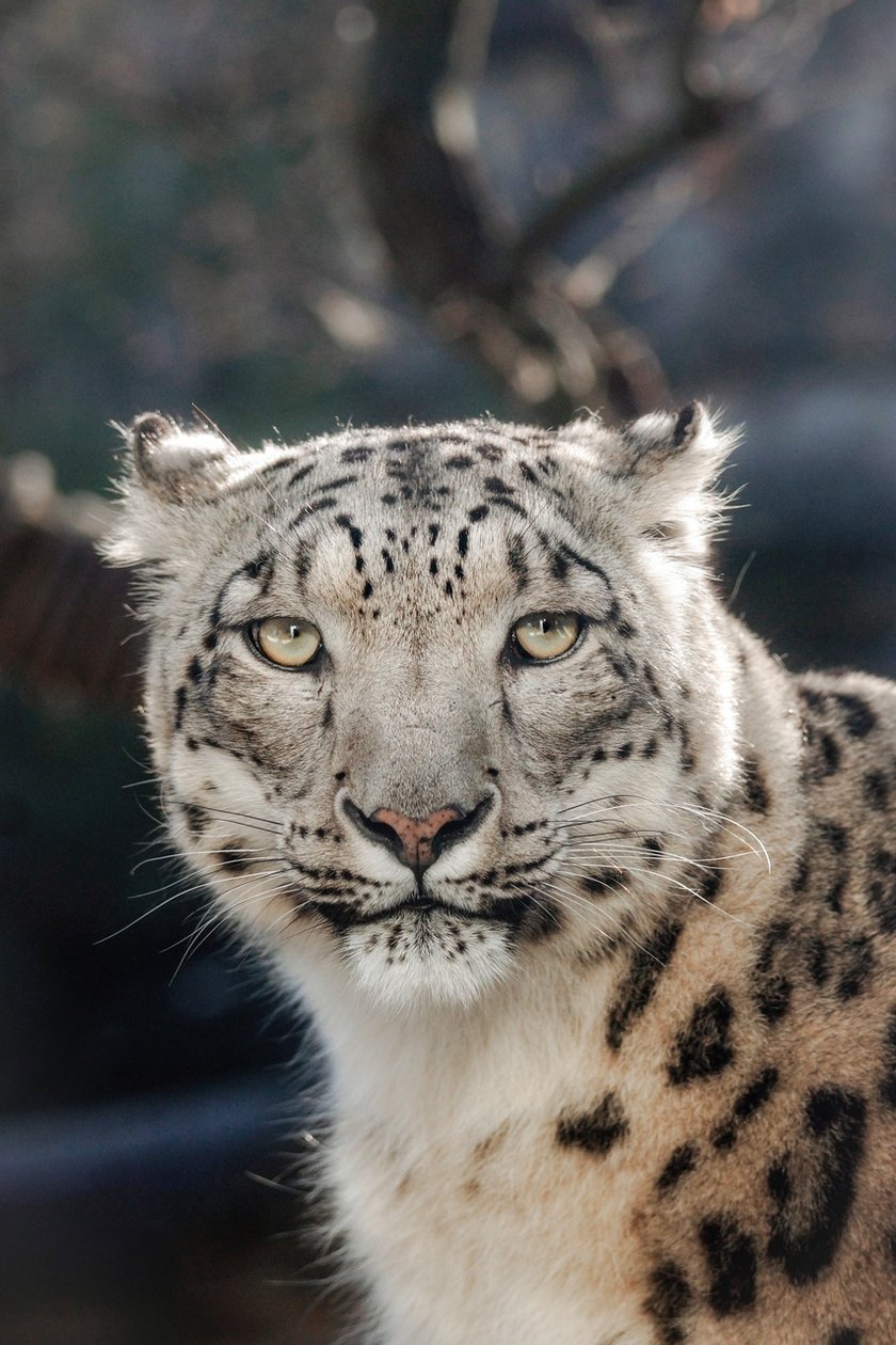 Zwierzęta na zdjęciach Katarzyny Kulios. Pantera śnieżna