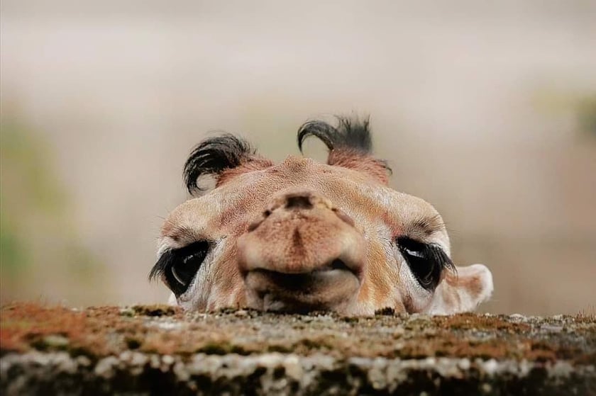 Zwierzęta na zdjęciach Katarzyny Kulios. Żyrafka Inuka