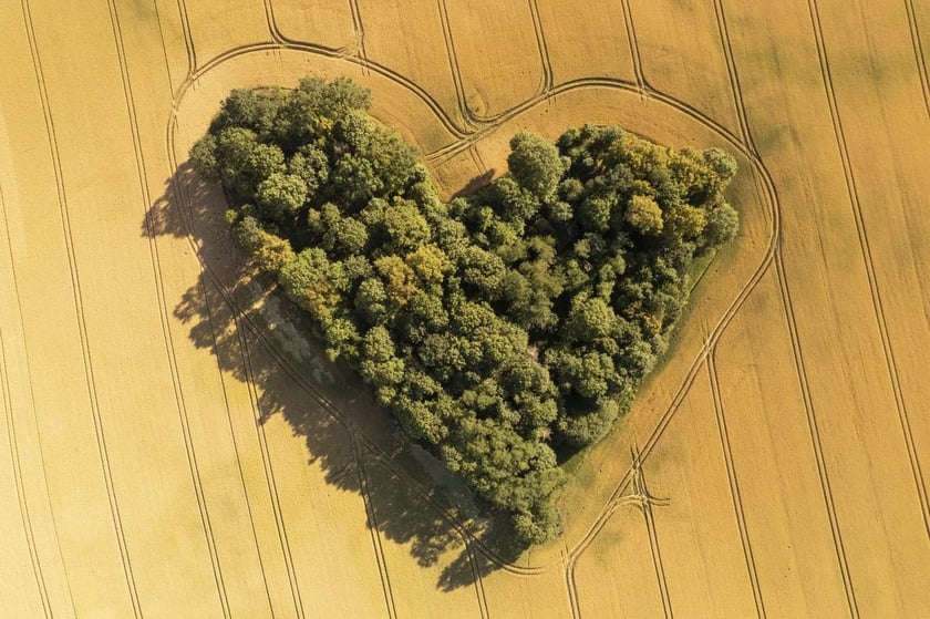Niezwykły zagajnik w ujęciu mieszkańca Skarszyna, Wojciecha Witkowskiego