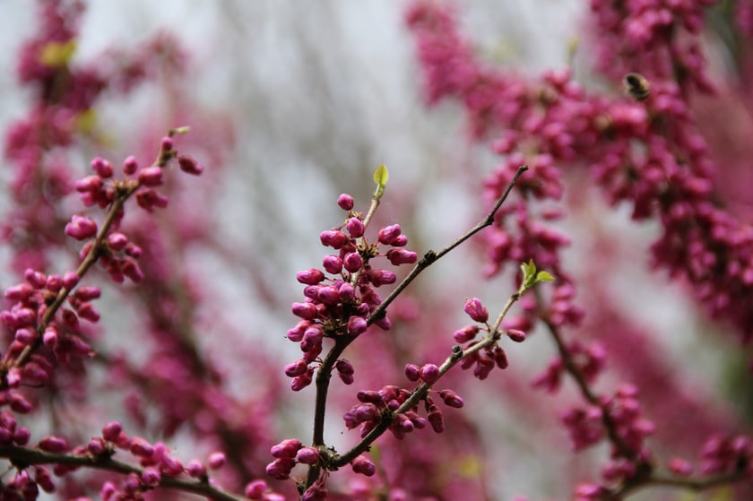 Arboretum Leśne&nbsp;