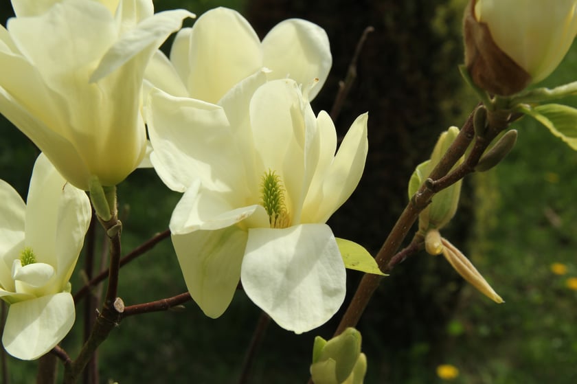 Arboretum Leśne&nbsp;