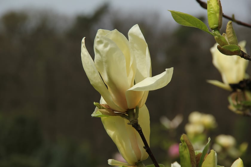 Arboretum Leśne&nbsp;