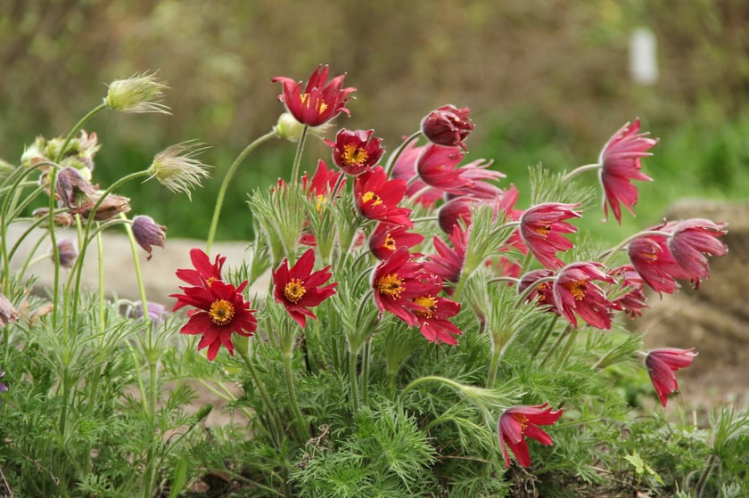 Arboretum Leśne&nbsp;