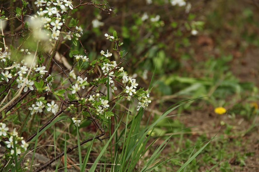 Arboretum Leśne&nbsp;