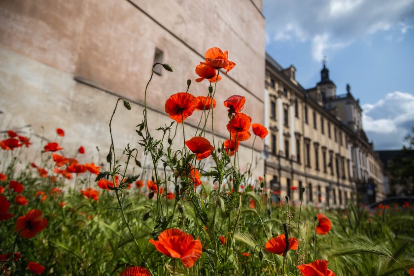 Maki wyrosły na działce budowlanej przy Uniwersytecie Wrocławskim