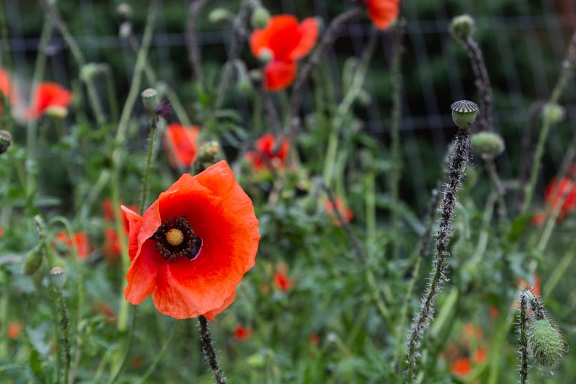 Maki wyrosły na działce budowlanej przy Uniwersytecie Wrocławskim