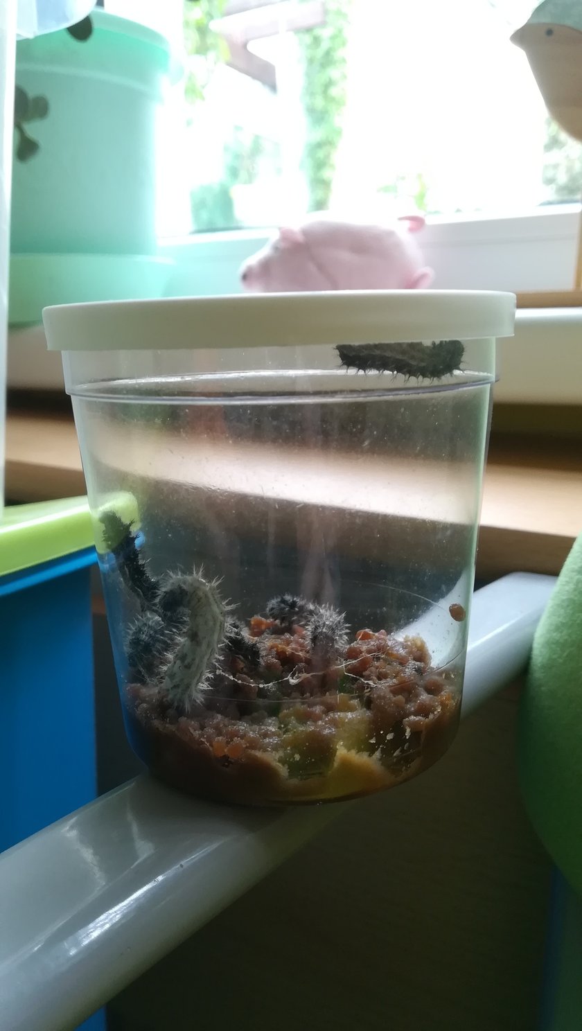 Przedszkolaki z "Zielonego Przedszkola przy Tramwajowej  zajmują się m .in. hodowlą motyli