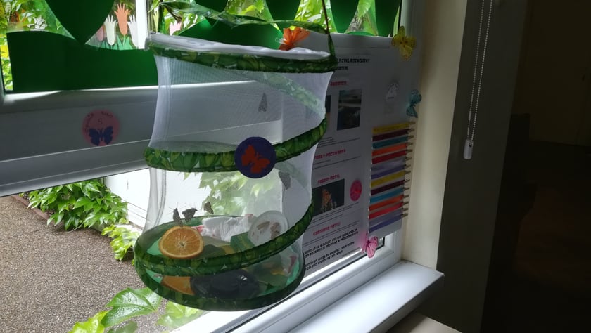 Przedszkolaki z "Zielonego Przedszkola przy Tramwajowej  zajmują się m .in. hodowlą motyli