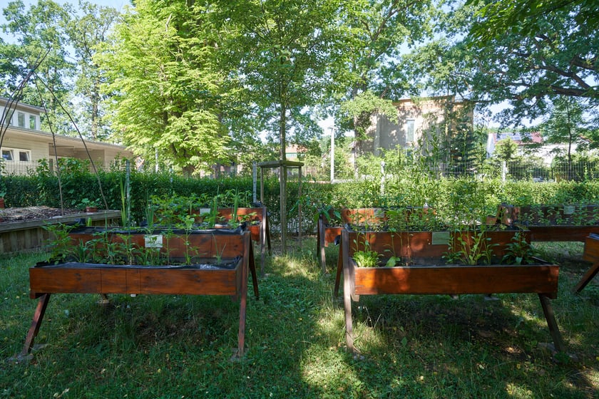 Przedszkolaki z "Zielonego Przedszkola przy Tramwajowej  zajmują się m .in. hodowlą motyli