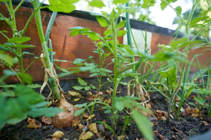 Przedszkolaki z "Zielonego Przedszkola przy Tramwajowej  zajmują się m .in. hodowlą motyli