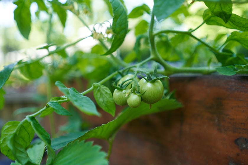 Przedszkolaki z "Zielonego Przedszkola przy Tramwajowej  zajmują się m .in. hodowlą motyli