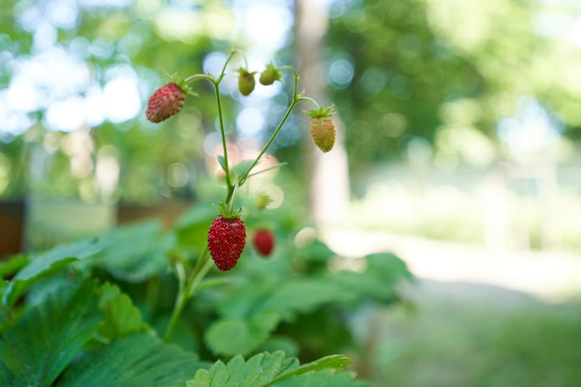 Przedszkolaki z "Zielonego Przedszkola przy Tramwajowej  zajmują się m .in. hodowlą motyli