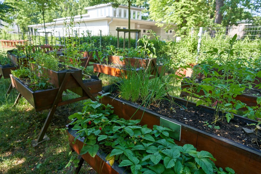 Przedszkolaki z "Zielonego Przedszkola przy Tramwajowej  zajmują się m .in. hodowlą motyli