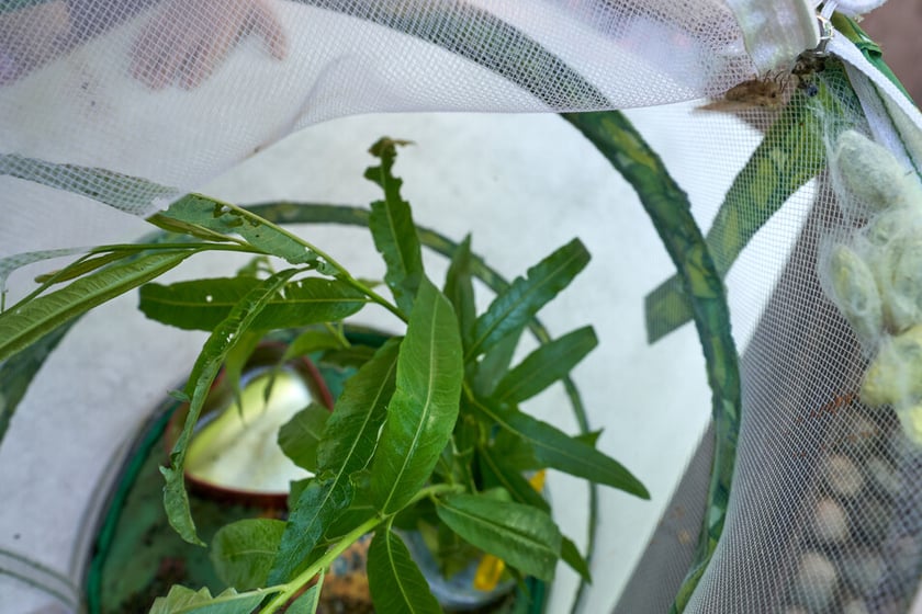 Przedszkolaki z "Zielonego Przedszkola przy Tramwajowej  zajmują się m .in. hodowlą motyli