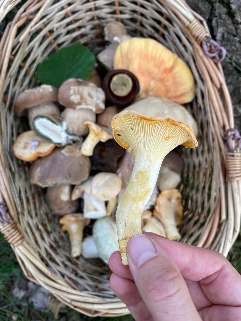 pieprznik jadalny na pierwszym planie