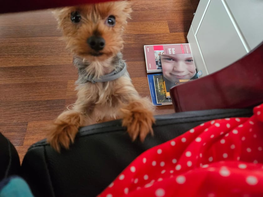 Psy użytkowników www.wroclaw.pl