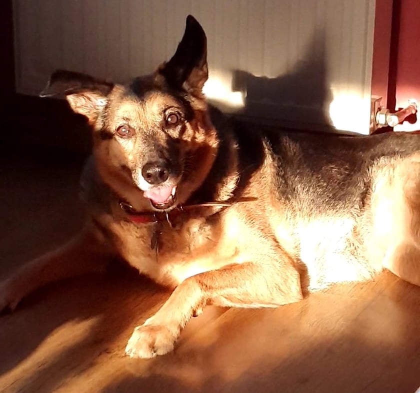 Psy użytkowników www.wroclaw.pl