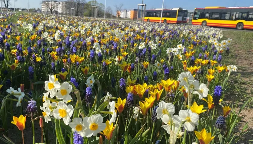 Zielona Lipa i Widawa - etap II