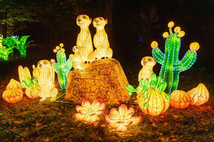 Garden of Lights - Ogród Świateł - wystawa "Dzika Afryka"