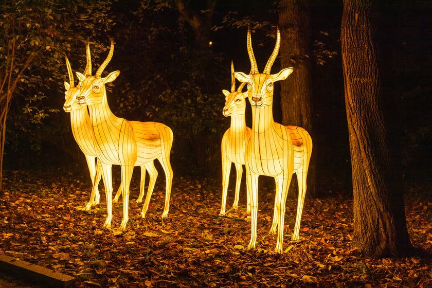 Garden of Lights - Ogród Świateł - wystawa "Dzika Afryka"