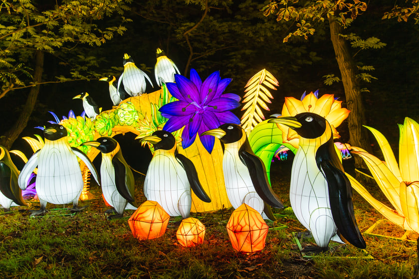 Garden of Lights - Ogród Świateł - wystawa "Dzika Afryka"