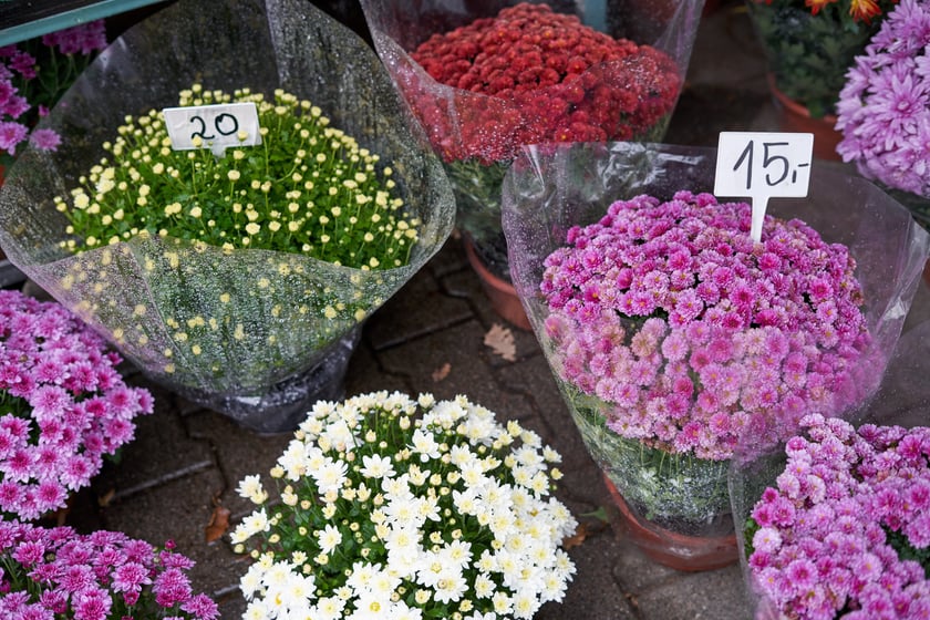 Wszystkich Świętych 2023. Ceny zniczy, stroików i chryzantem we Wrocławiu. Sprawdź!