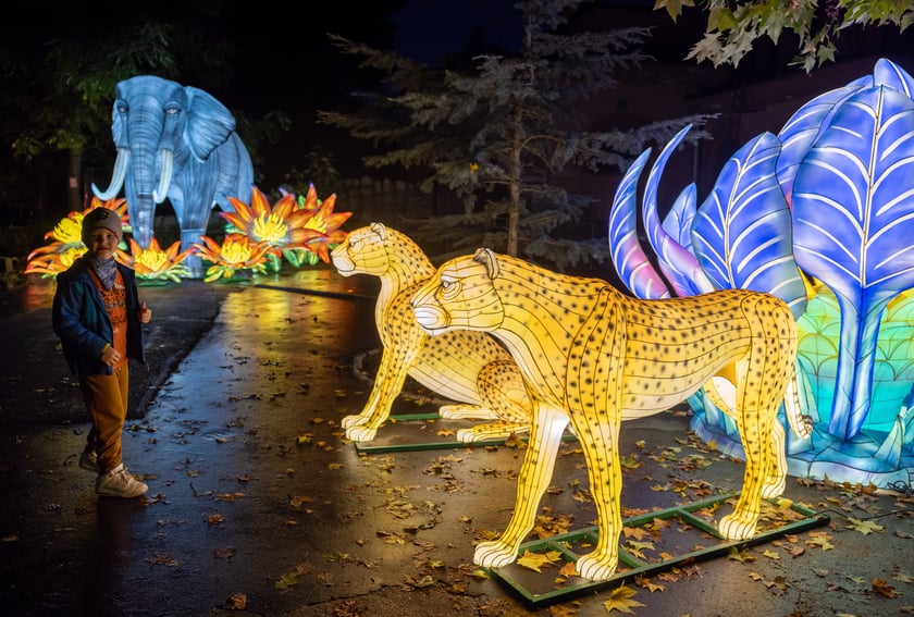 Garden of Lighst - Ogród Świateł - wystawa "Dzika Afryka" w zoo