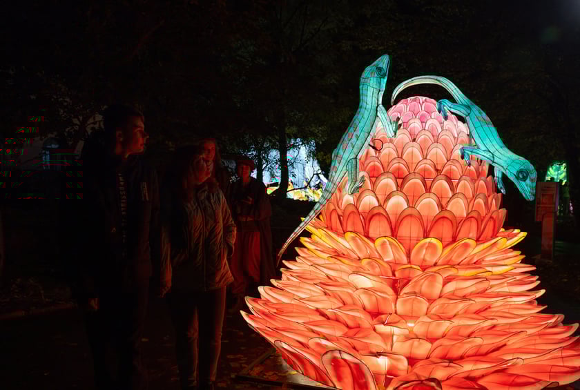 Garden of Lighst - Ogród Świateł - wystawa "Dzika Afryka" w zoo