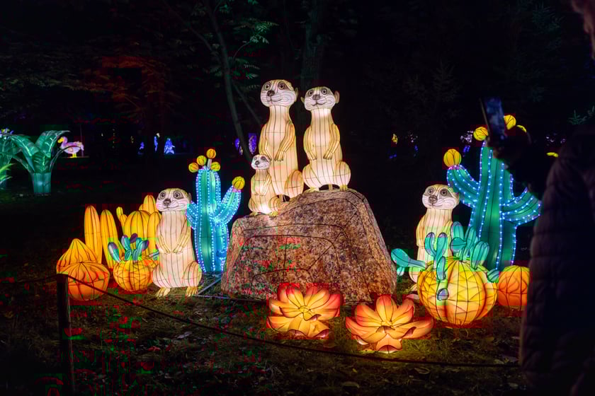 Garden of Lighst - Ogród Świateł - wystawa "Dzika Afryka" w zoo