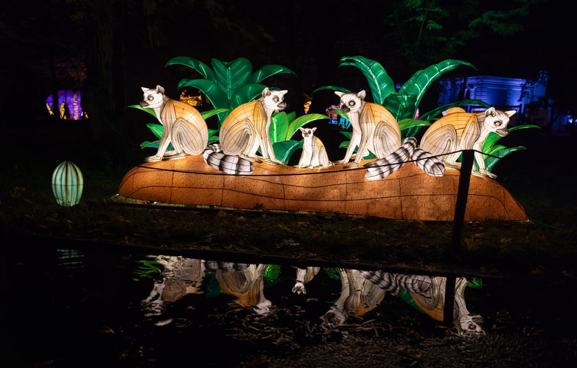 Garden of Lighst - Ogród Świateł - wystawa "Dzika Afryka" w zoo