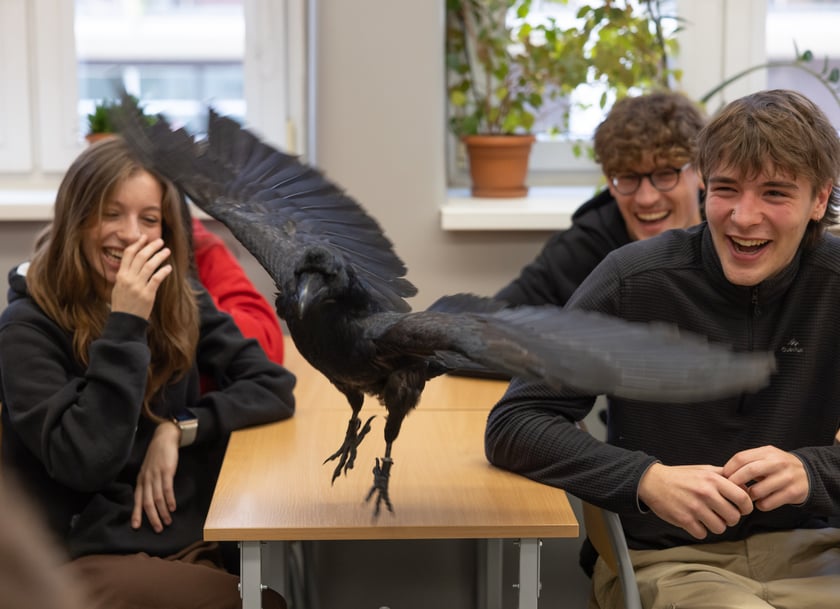 Uczniów IV LO odwiedza kruk - Ronin