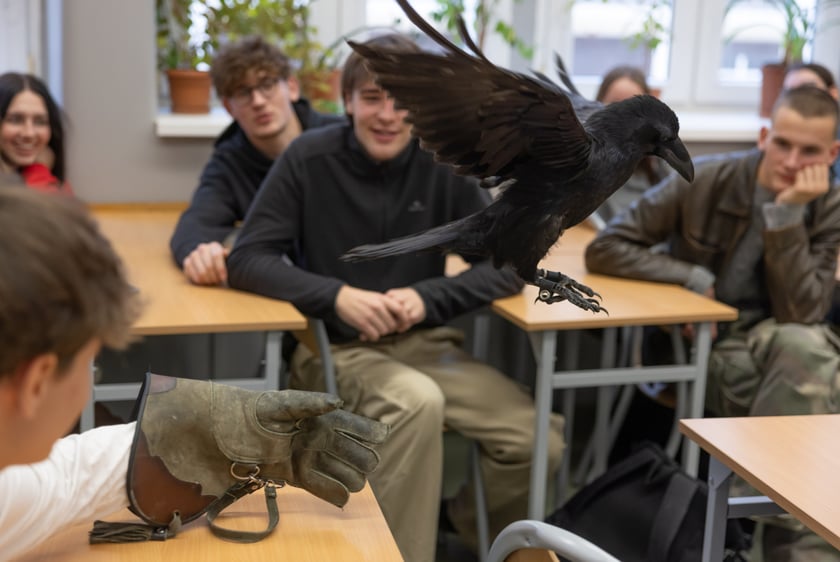 Uczniów IV LO odwiedza kruk - Ronin