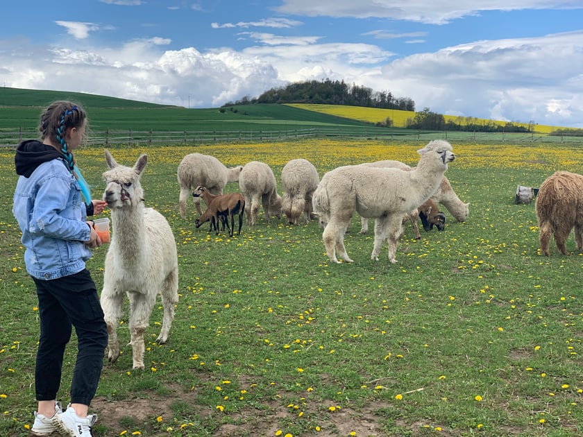 Alpakowa Kotlina
Kolejnym miejscem, gdzie można pospacerować w klimatycznym otoczeniu jest Alpakowa Kotlina niedaleko Kłodzka. Na obecną chwilę mają aż 41 alpak, w tym 10 malutkich.&nbsp;
&ndash; Spacerujemy na naszym terenie wśr&oacute;d stada alpak. Po spacerze zapraszamy gości do relaksu na niewielkim placu zabaw i leżakach. Możemy r&oacute;wnież wejść do klatki z kr&oacute;likami (podczas wycieczek zorganizowanych jest to kolejna uwielbiana przez dzieci atrakcja). Można u nas zam&oacute;wić kawę, herbatę, w sezonie lody, a w weekendy zabrać kiełbaskę, rozpalimy ognisko. Mamy dookoła nas piękne widoki, goście zawsze są nimi zachwyceni&nbsp;&ndash;&nbsp;m&oacute;wi Pani Marta, właścicielka zagrody.
W sezonie zagroda przyjmuje wycieczki szkolne, przedszkolne czy grupy zorganizowane do 80 os&oacute;b. Można też wziąć udział w warsztatach gręplowania wełny czy robienia kolczyk&oacute;w.

Adres: Kamieniec, działka nr 62, Kłodzko.
Spacer z alpakami: koszt 50 zł za osobę (min. 2 osoby na spacerze) lub karmienie: 30 zł/osobę - w tym prowiant do karmienia. Dzieci do 3 lat gratis.
W sezonie zimowym wymagana jest rezerwacja telefoniczna:&nbsp;504 452 747 lub&nbsp;przez facebooka.&nbsp;Z racji tego, że spotkanie odbywa się na świeżym powietrzu należy wcześniej zadzwonić i zapytać o dostępność i aktualne warunki pogodowe.
