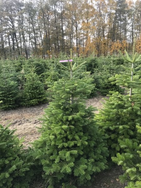 Świerk srebrny I kl. 0,8-1,2m - 119 zł