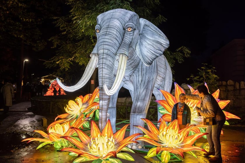 Garden of Lights z zoo Wrocław&nbsp;