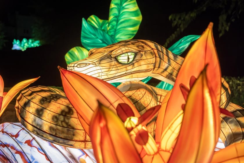 Garden of Lights z zoo Wrocław&nbsp;