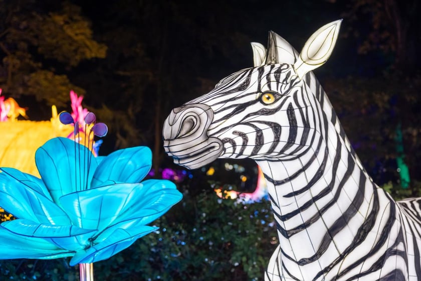 Garden of Lights z zoo Wrocław&nbsp;