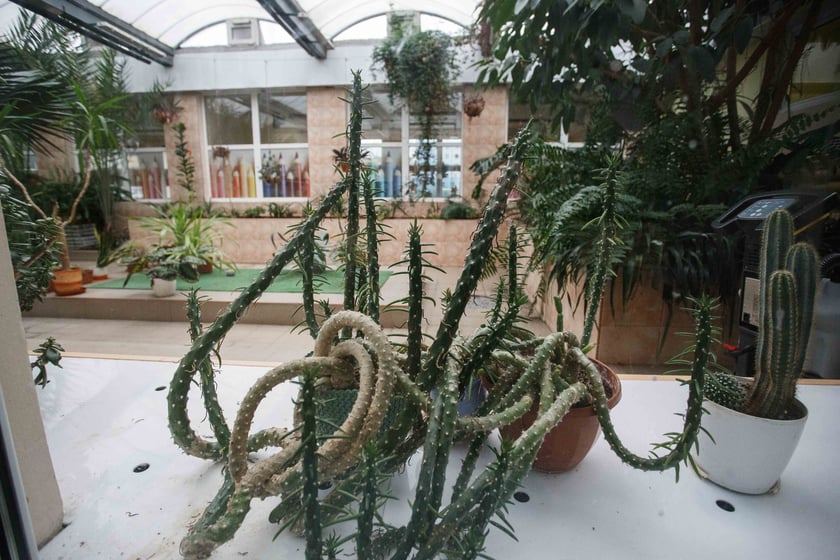 Mini ogr&oacute;d botaniczny w szkole podstawowej przy ul. Prostej