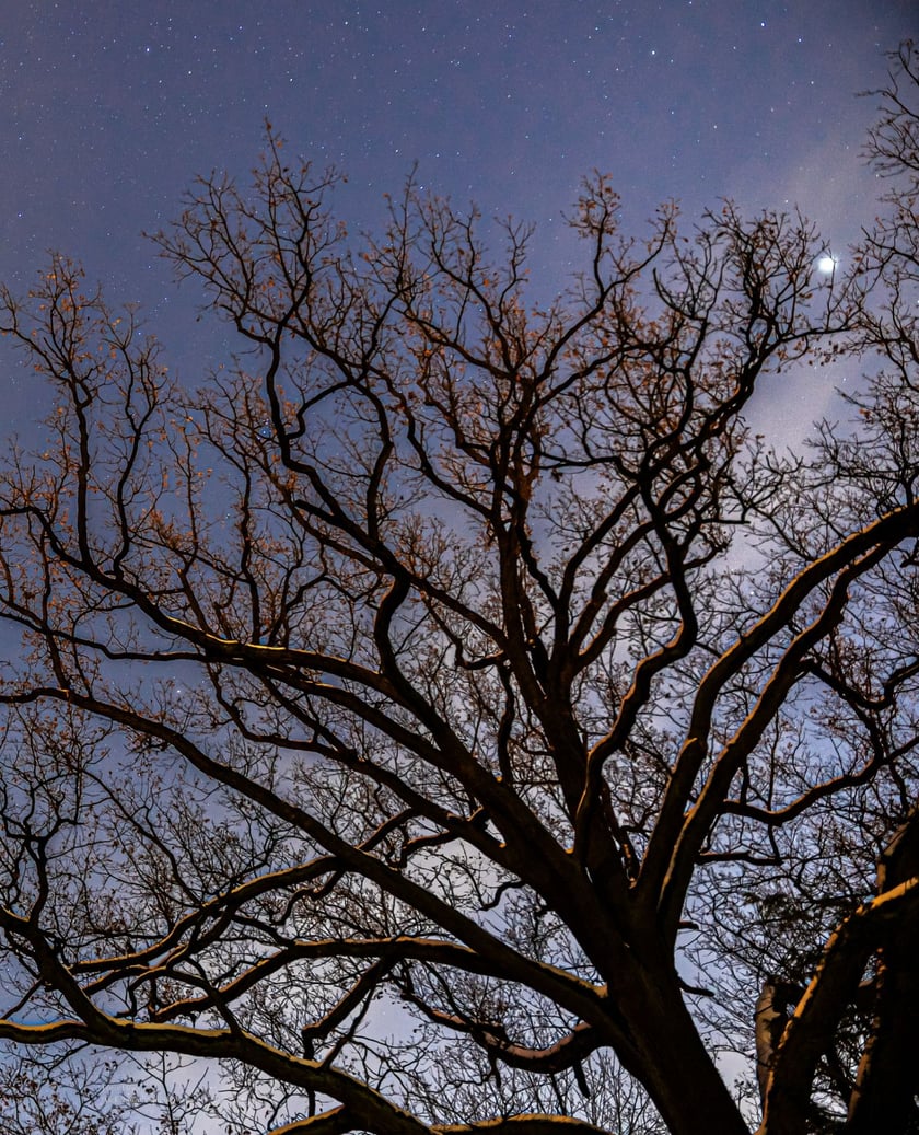 Jedno z drzew w okolicy pałacu&nbsp;
