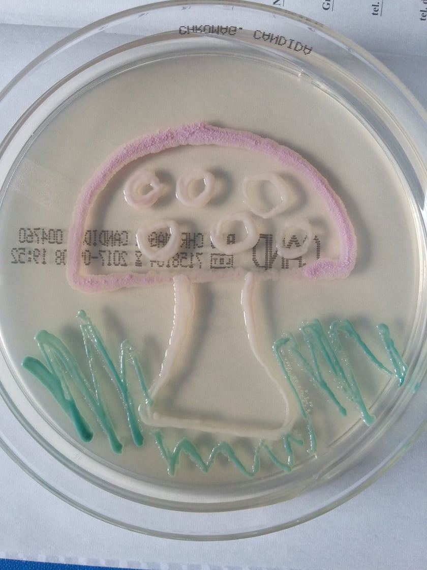 Prace wykonane bakteriami