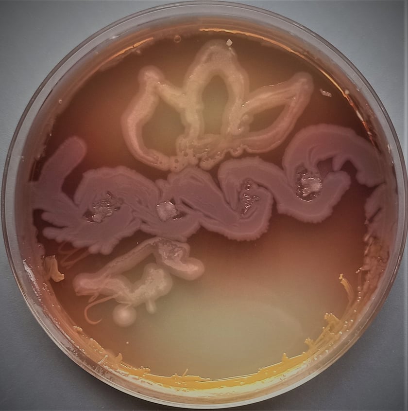 Prace wykonane bakteriami