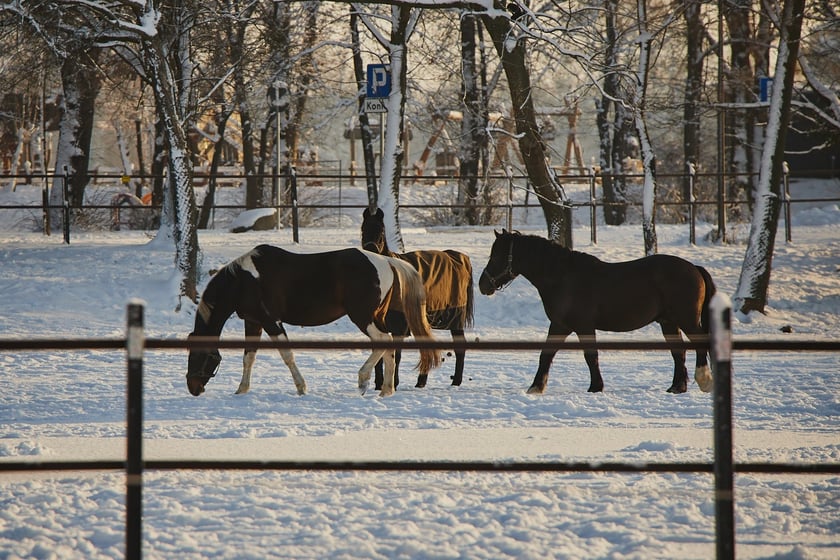 Ferie na Partynicach