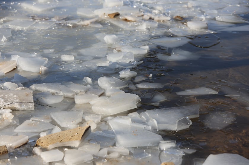 Wrocławskie Morsy świętują Dzień Babci i Dziadk
